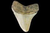 Fossil Megalodon Tooth - North Carolina #109717-2